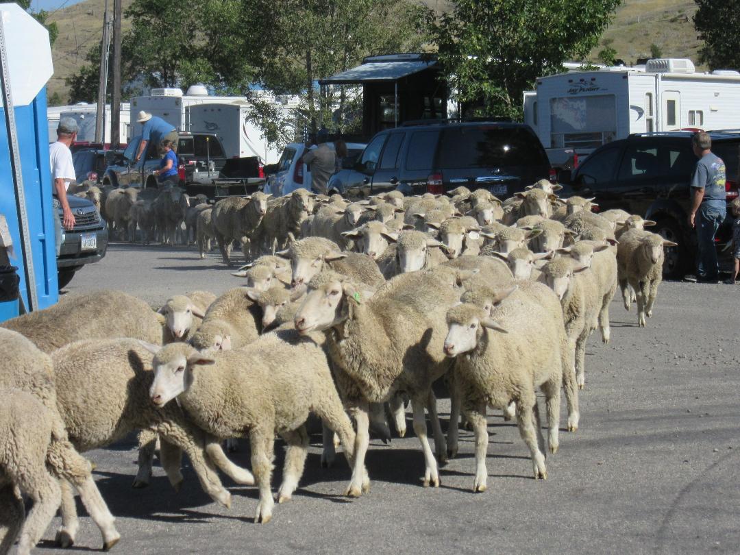 car running sheep